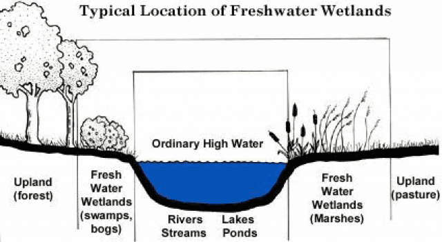 Typical Location of Freshwater Wetlands