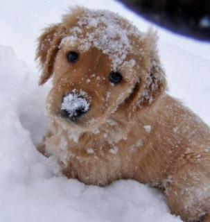 Dog in Snow